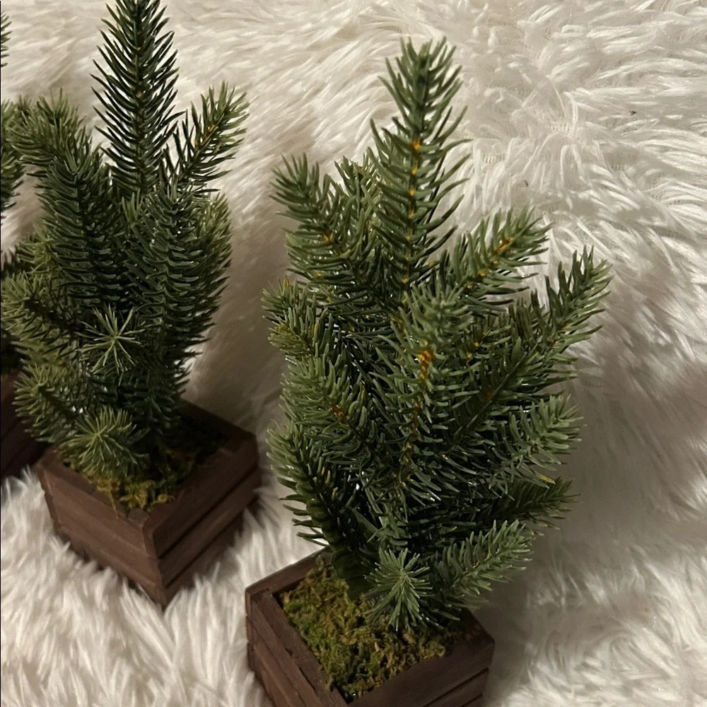 Set of Three Miniature Pine Trees in Wooden Boxes from Target